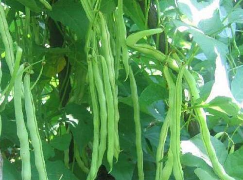 蔬菜品種：四季豆