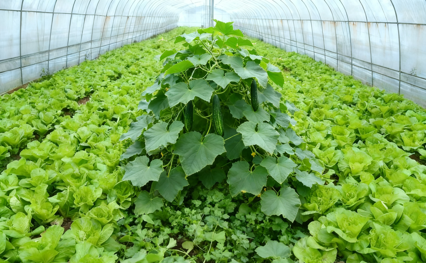 廈門(mén)蔬菜批發(fā)基地