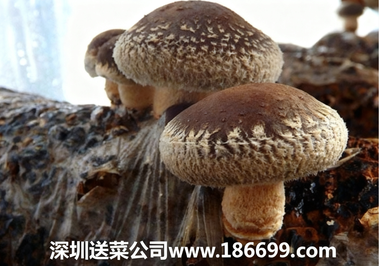 新手種香菇必看：大白話講透成本利潤(rùn)+種植步驟，賺錢不用愁。