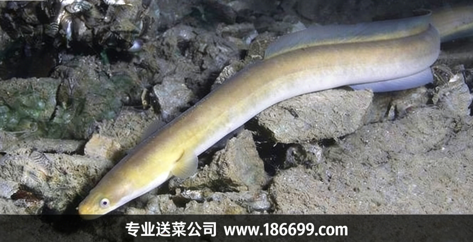 警惕！吃鰻魚(yú)前先看：這四類(lèi)人不適合吃鰻魚(yú)