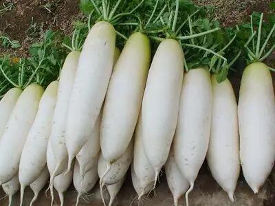 tupian_bailuobo3 (1).jpg