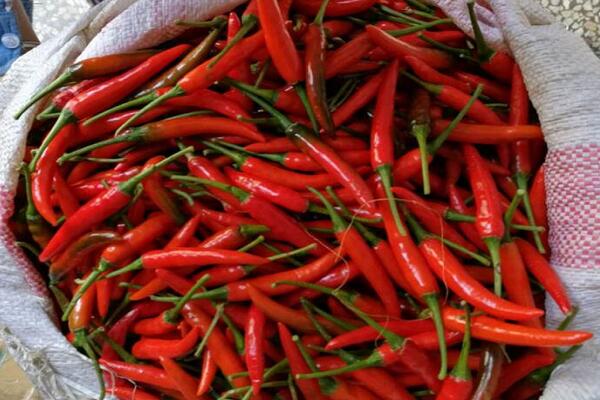 1760175030.jpg tupian_chaotianjiao2.jpg