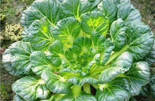 1763549320.png 25E8BCFC7461B45A894BB53F02C49508.png