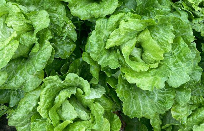 深圳送菜公司為您講解：為什么綠葉蔬菜不宜長時間燜煮？