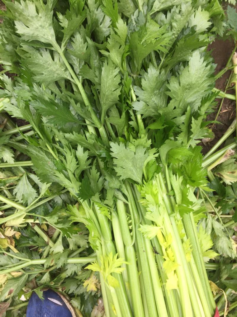 惠州生鮮蔬菜配送?中心為您科普芹菜的營養(yǎng)價值。