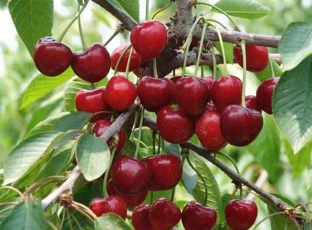 今年車?yán)遄拥膬r格和質(zhì)量受哪些因素影響？