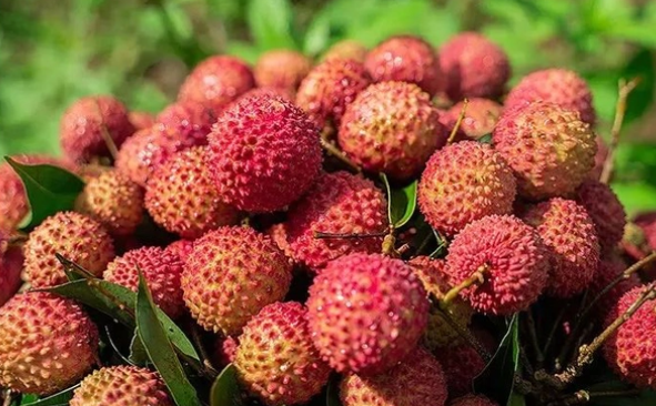 荔枝：不止是美味，更是營養(yǎng)小寶庫