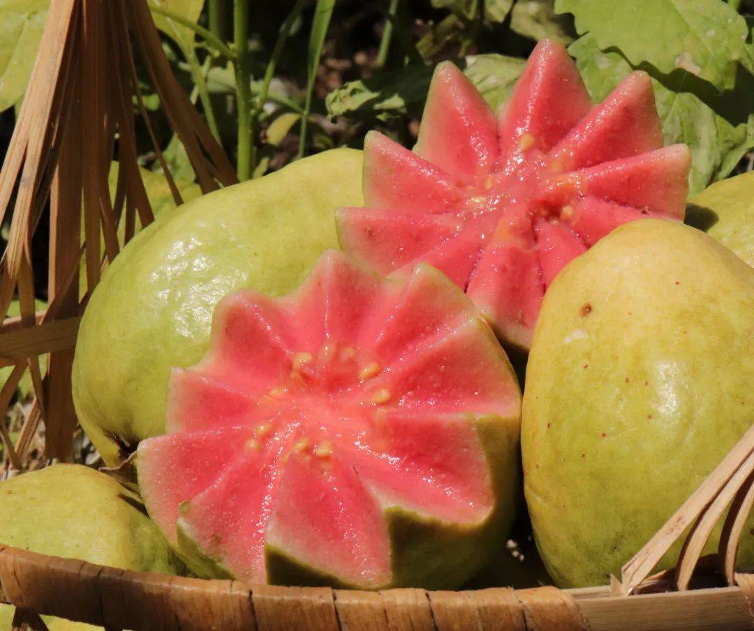 1771858424719883.jpeg 芭樂(lè)3.jpeg