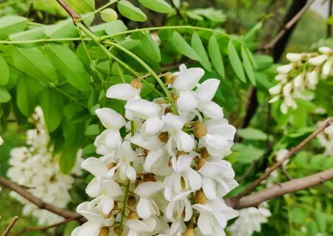 童年記憶的樹上天然甜品——槐花